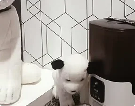 Pioneering Expansion Categories_04